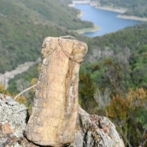 Lonzu corse de Felix Costantini