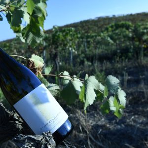 Vin blanc Roca gianca