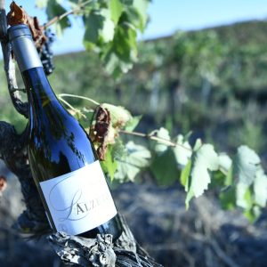 Vin blanc Alzeto prestige