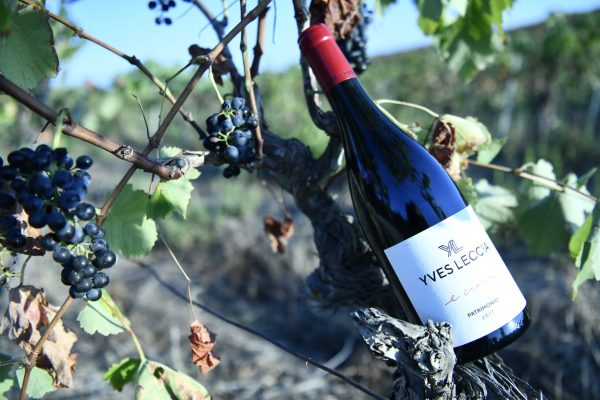 Vin corse E croce rouge Vin-corse-E-croce-rouge