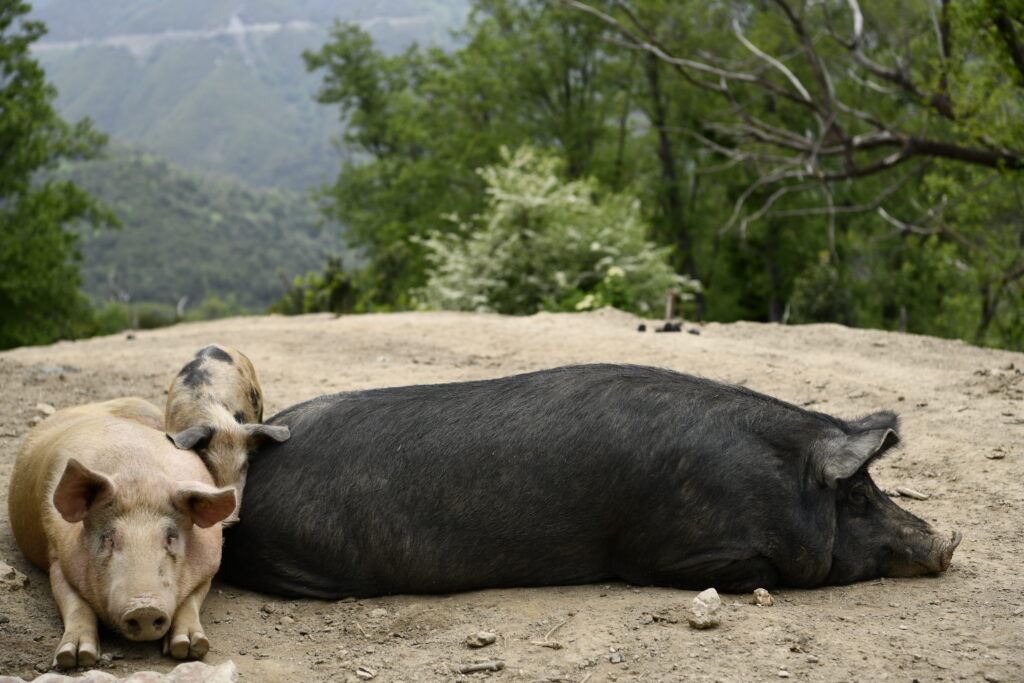 Cochon noir corse