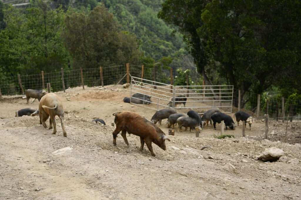 Cochon corse