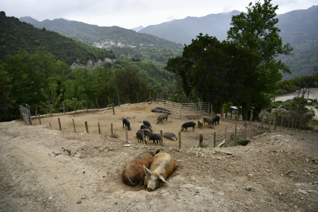 cochon en élevage pour le lonzu