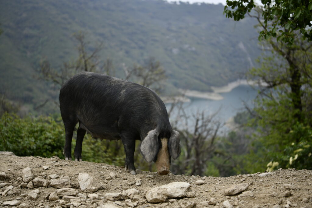 Cochon noir