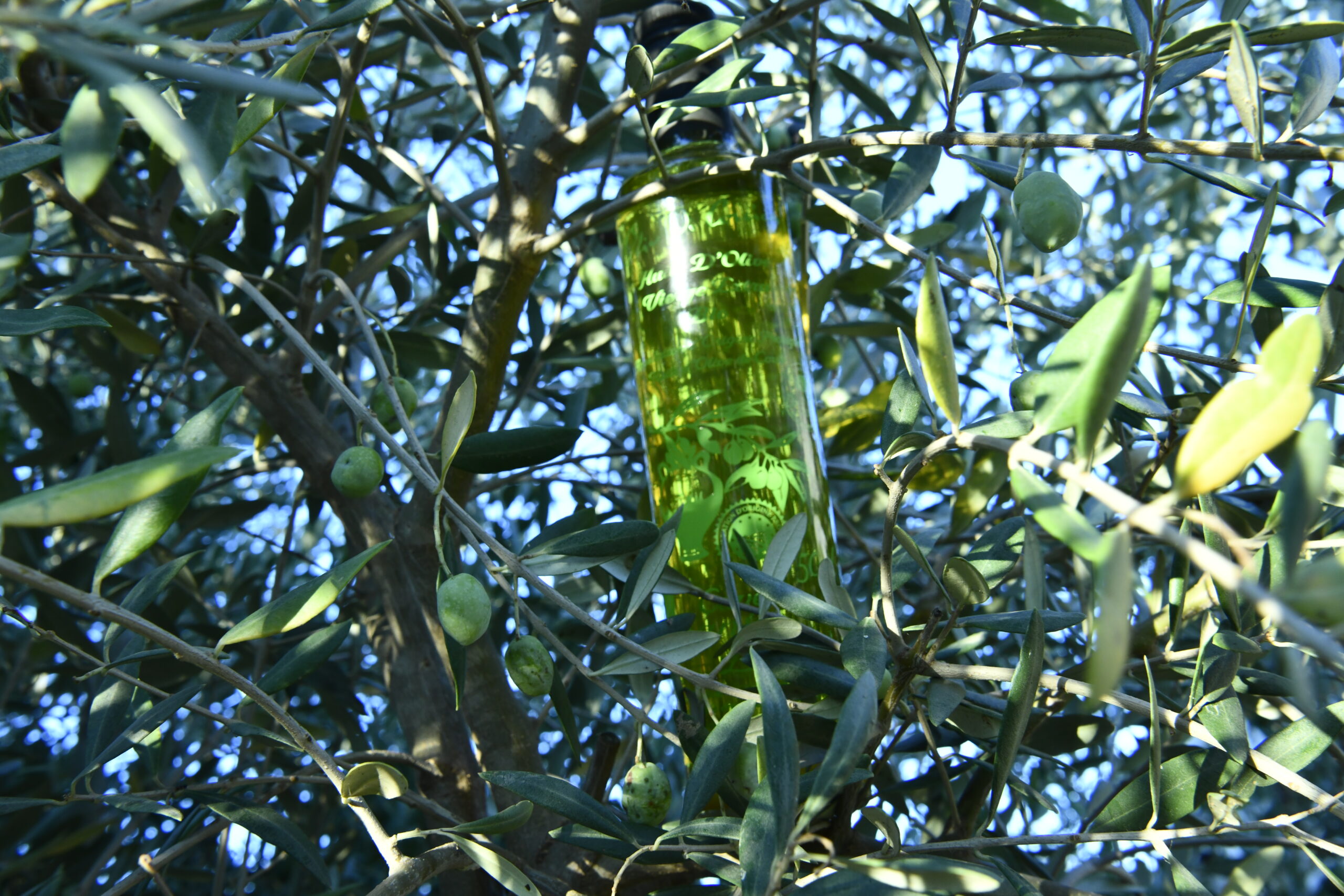 huile-d-olives