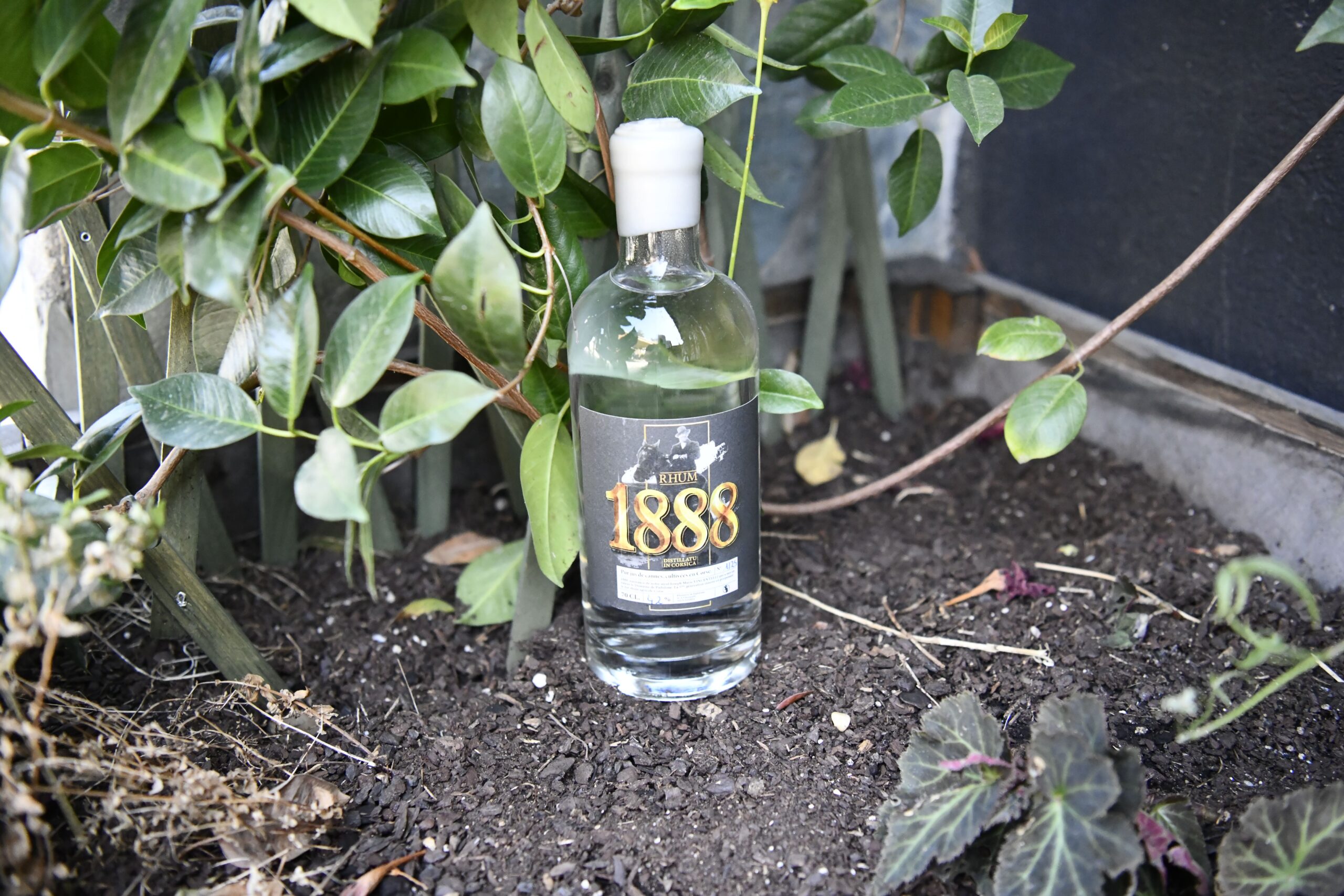 rhum-corse-blanc